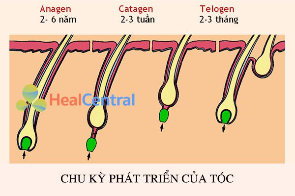 Các giai đoạn phát triển của tóc