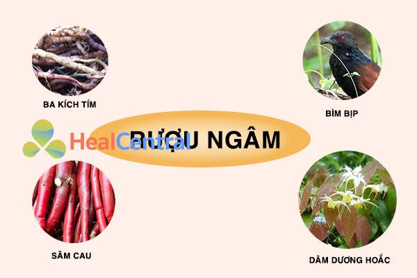 Hình ảnh: Các loại thuốc ngâm rượu bổ thận