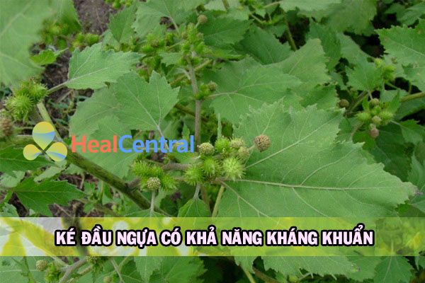 Cách trị lang ben tại nhà bằng ké đầu ngựa