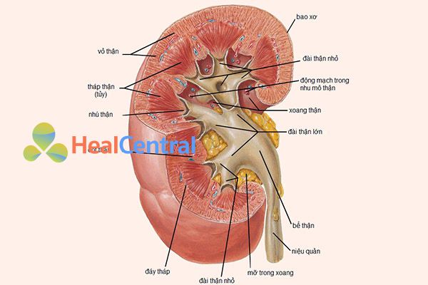 Hình ảnh: Cấu tạo giải phẫu của thận