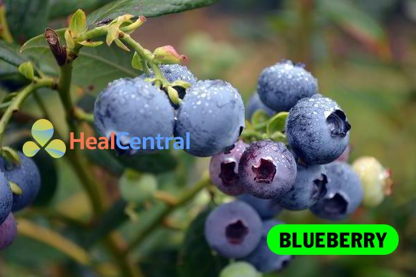 Chiết xuất Blueberry là thành phần chính có trong OTiV