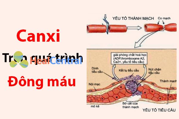 Vai trò của canxi trên quá trình đông máu