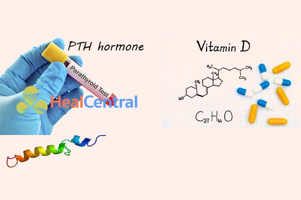 Nồng độ canxi nội môi được duy trì bởi vitamin D và hormon PTH