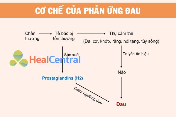 Cơ chế của phản ứng đau