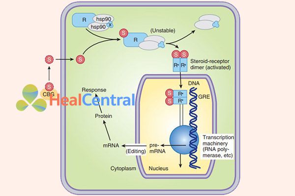 Cơ chế tác dụng của các glucocorticoid