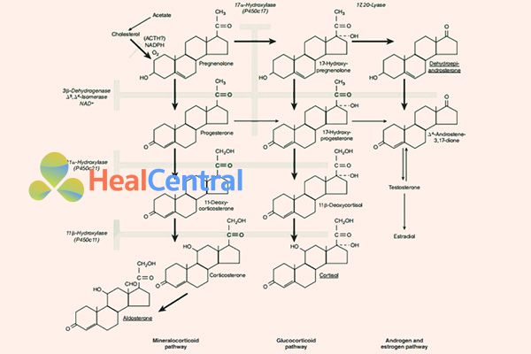 Con đường sinh tổng hợp của một số loại hormon steroid trong cơ thể