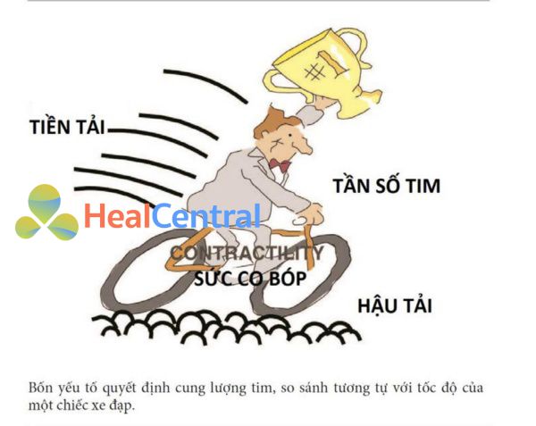 cung lượng tim