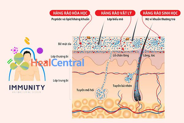 Da là hàng rào bảo vệ đầu tiên của cơ thể