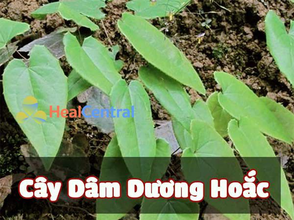 Hình ảnh cây Dâm Dương Hoắc