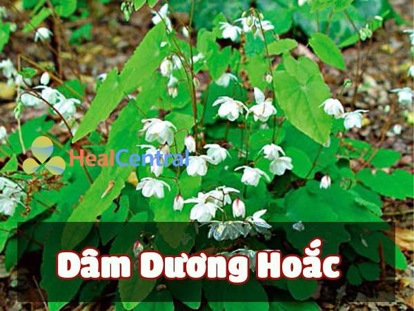 Dâm Dương Hoắc có nhiều công dụng tốt