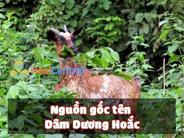 Nguồn gốc tên Dâm Dương Hoắc