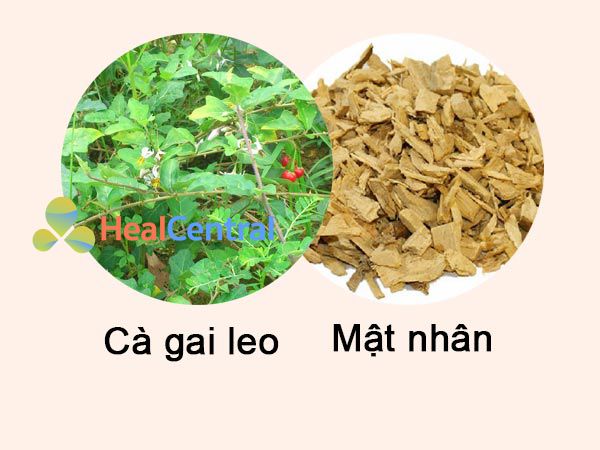 Thành phần giải độc gan Tuệ Linh