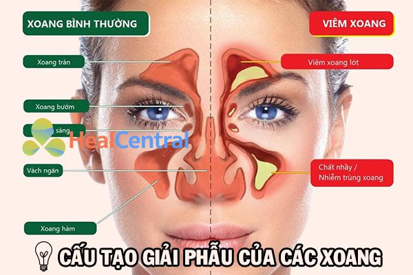 Hệ thống các xoang trên khuôn mặt người