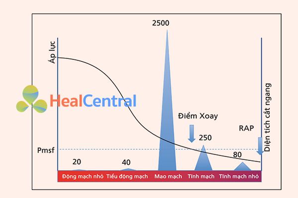 Áp lực và diện tích mặt cắt ngang trên hệ thống tim mạch. Pmsf có nghĩa là áp suất làm đầy hệ thống. Đây là áp lực tại tất cả các điểm trong hệ thống tim mạch khi tim ngừng đập (giả định). Trong quá trình lưu thông bình thường, có một điểm (điểm mấu chốt) trong đó áp suất bằng với Pmsf. Tại thời điểm đó, áp lực không phụ thuộc vào dòng chảy và theo lý thuyết cục bộ tại khu vực tĩnh mạch. Sự sụt giảm áp lực chủ yếu liên quan đến sự gia tăng tổng diện tích mặt cắt ngang và compliance của thành mạch máu.