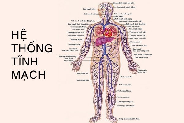 Hệ thống tĩnh mạch trên cơ thể người