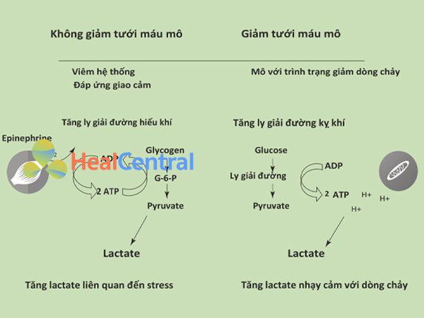 2 cơ chính tạo ra Lactate