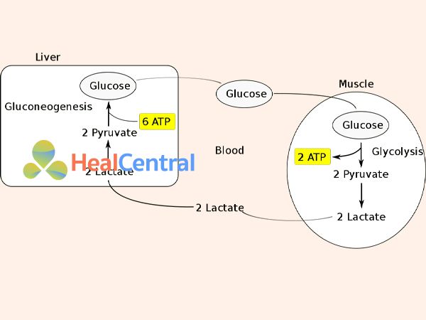 Sự hình thành và chuyển hóa của Lactate