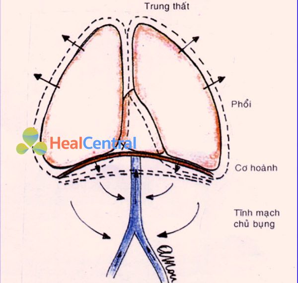 Lực hút lên được tạo ra khi hít thở là một cơ chế gây suy giãn tĩnh mạch chi dưới