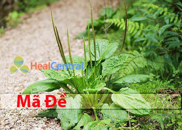 Bông Mã Đề có tác dụng lợi tiểu rất tốt