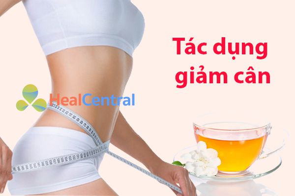 Tác dụng giảm cân của trà hoa nhài