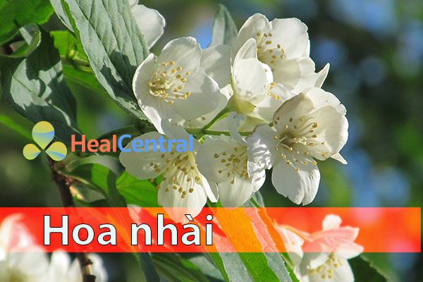 Nên chọn hoa nhài nở to đều để làm trà