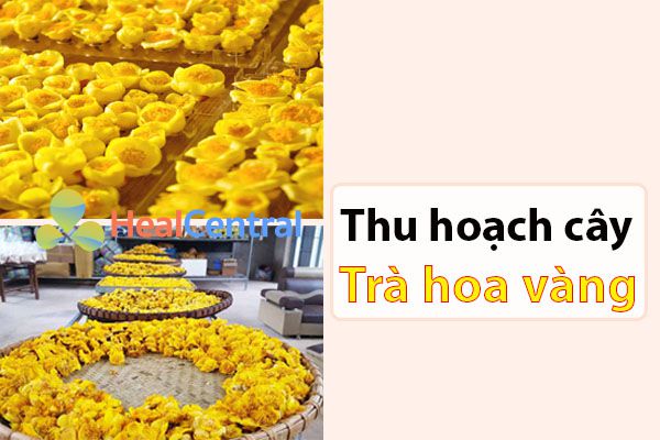 Thu hoạch trà hoa vàng như thế nào?