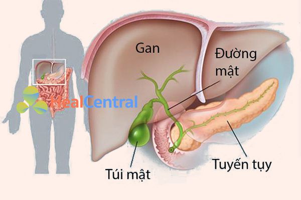 Vị trí của mật và gan trong cơ thể con người