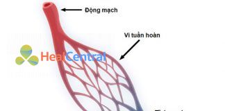 Đánh giá vi tuần hoàn