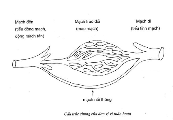 Cấu trúc giải phẫu của vi tuần hoàn