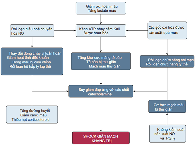 Cơ chế sinh lý bệnh góp phần gây sốc giãn mạch kháng trị