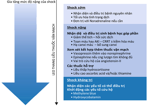 Lược đồ điều trị được đề xuất để kiểm soát sốc mạch máu.20,24 AKI tổn thương thận cấp tính