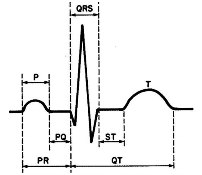 Hình minh hoạ các khoảng (thời gian) và các đoạn quan trọng trong một chu kỳ điện tim