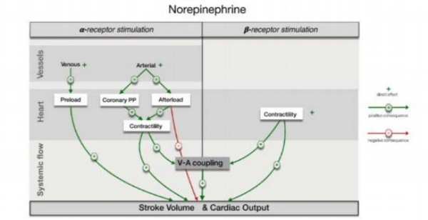 Sơ đồ biểu diễn các cơ chế tiềm năng của norepinephrine