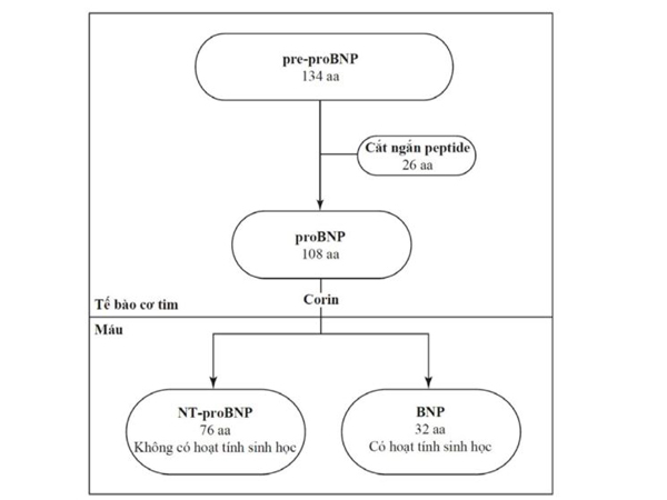 Hình 4.4 Tổng hợp Nt-proBNP và BNP.