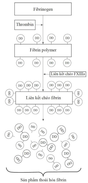 Hình 4.6 Sự tổng hợp D-Dimer.