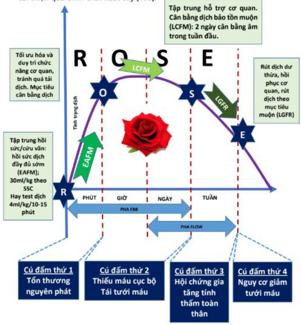 R.O.S.E 4 giai đoạn của trị liệu bằng dịch truyền