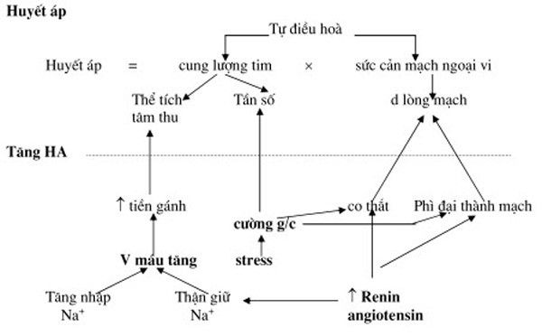 Cơ chế tự điều hòa huyết áp