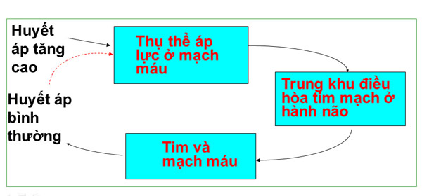 Các rối loạn tự điều hòa huyết áp trên lâm sàng