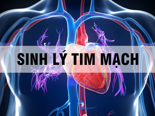 Sinh lý tim mạch: Giải phẫu, nguyên lý huyết động, tuần hoàn mạch vành