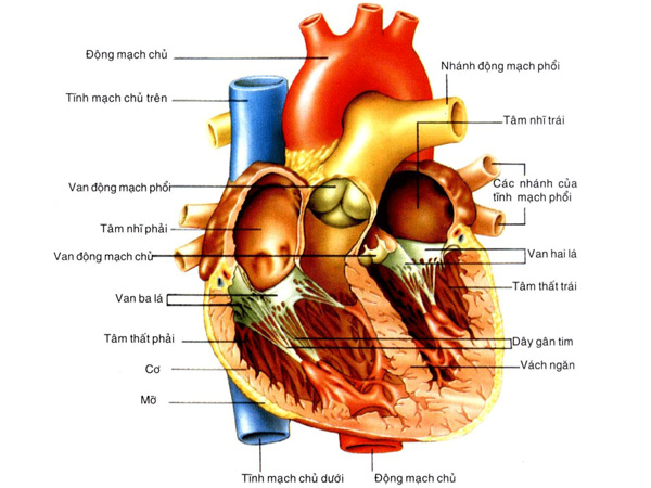 Giải phẫu hệ tim mạch