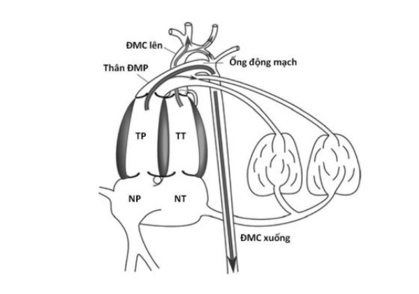 Hình 9. Hướng ưu tiên của cung lượng thất.