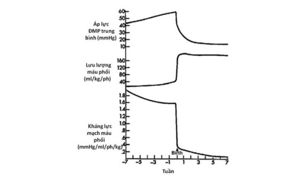 Hình 11. Những thay đổi trong áp lực động mạch phổi, lưu lượng máu và kháng lực mạch máu xuất hiện trong giai đoạn chu sinh.