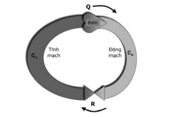 Mô hình bơm - khoang động mạch