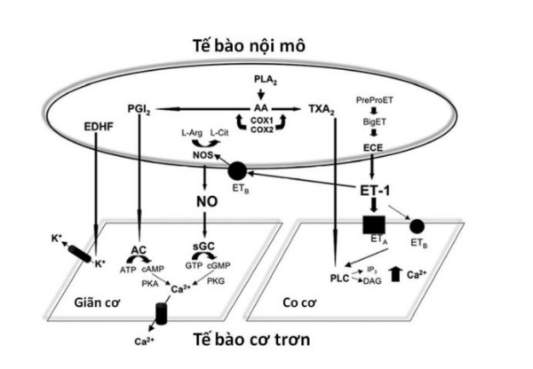 Hình 8. Sơ đồ hoá các yếu tố có nguồn gốc nội mô có thể gây giãn cơ (trái) và/hoặc co cơ (phải).