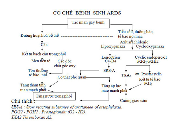 Cơ chế bệnh sinh Suy hô hấp cấp tính