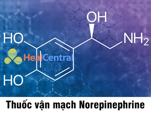 Norepinephrine là thuốc vận mạch hàng đầu để điều trị sốc nhiễm trùng