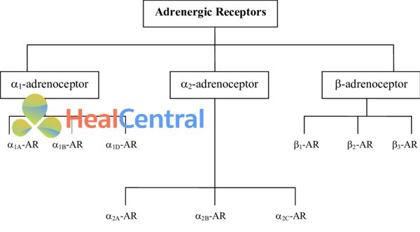 Adrenoceptors là các thụ thể kết hợp protein G