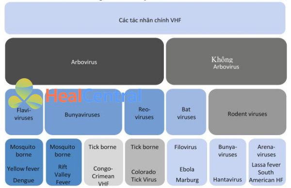 Tác nhân gây sốt xuất huyết do virus (VHF)