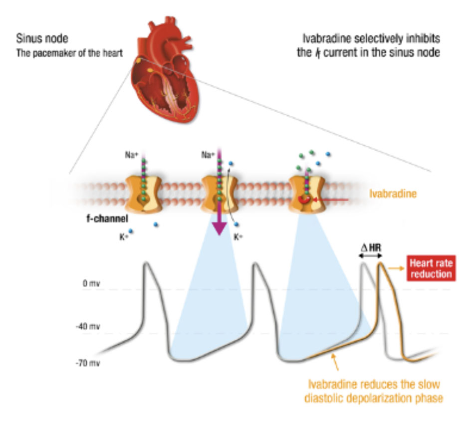 Cơ chế tác động của ivabradine