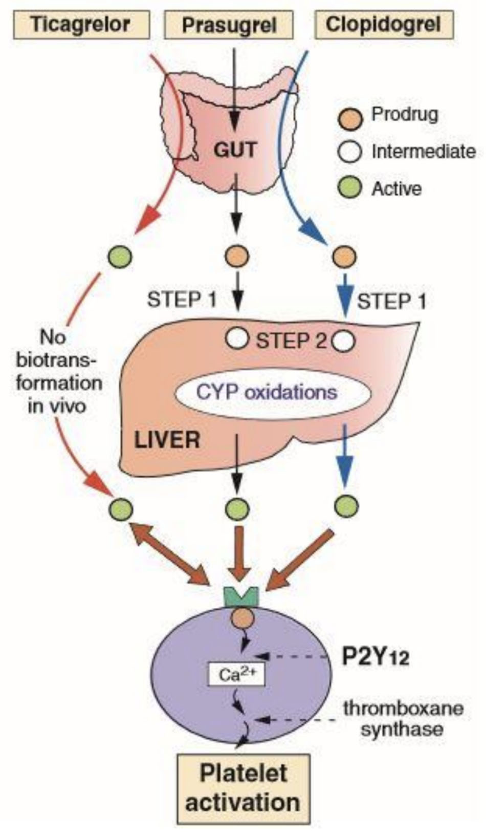 Sơ đồ hoạt hóa của các loại thuốc ức chế recepter P2Y12.